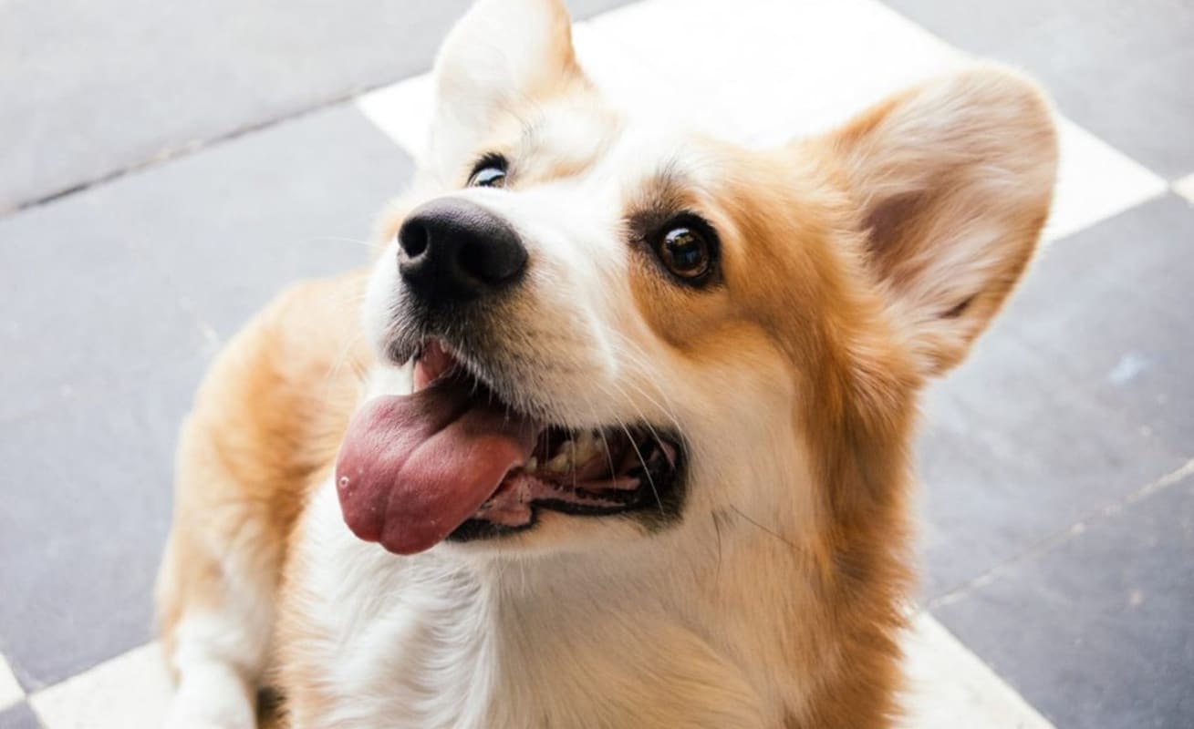 Dog struggling with heat showing distress discomfort and panting heavily before using cooling solution