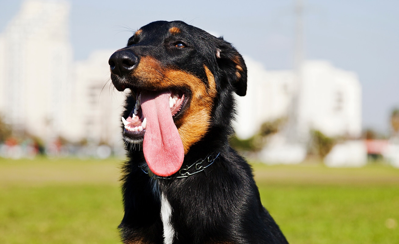 Dog experiencing heat distress without cooling mat showing discomfort panting and restless behavior